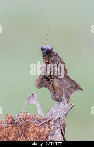 Dead Leaf Mantis (Deroplatys lobata) alias Southeast Asian Dead Leaf Mantis Stockfoto