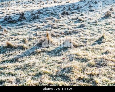 Eine Nahaufnahme frostigen Grases bei winterlicher Sonneneinstrahlung. Stockfoto