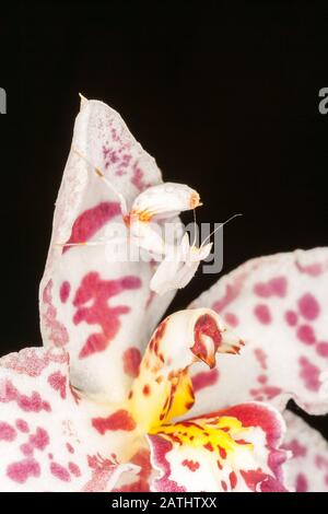 Orchid Mantis (Hymenopus coronatus) alias Walking Flower Mantis. Nymphe getarnt in Orchideenblume. Die Orchideenmantis ist eine großartige Mimik. Stockfoto