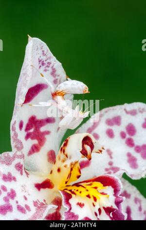 Orchid Mantis (Hymenopus coronatus) alias Walking Flower Mantis. Nymphe getarnt in Orchideenblume. Die Orchideenmantis ist eine großartige Mimik. Stockfoto