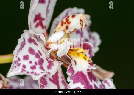 Orchid Mantis (Hymenopus coronatus) alias Walking Flower Mantis. Nymphe getarnt in Orchideenblume. Die Orchideenmantis ist eine großartige Mimik. Stockfoto