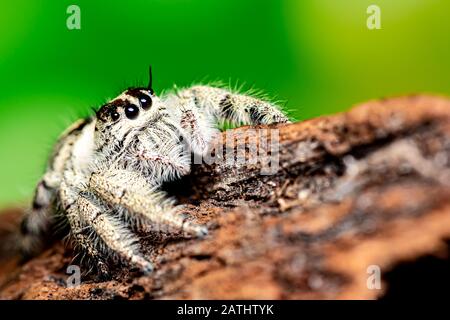 Platycryptus undatus springen Close up Spider. Makro Foto von Insekt und Tier Stockfoto