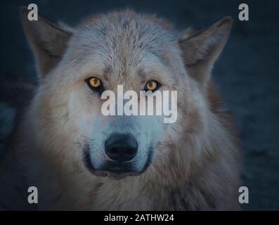 Atmospheric Arctic Wolf Stockfoto
