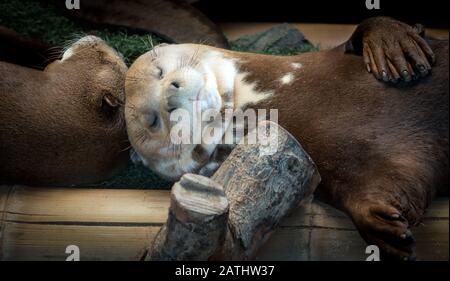 Riesenotter Schläft Stockfoto