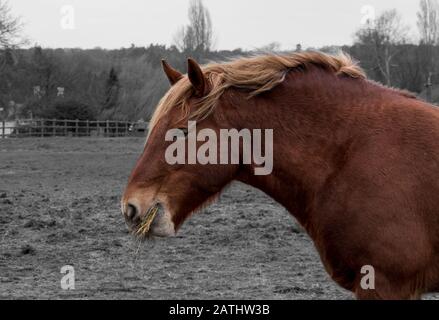 Seltener Suffolk Punch Stockfoto