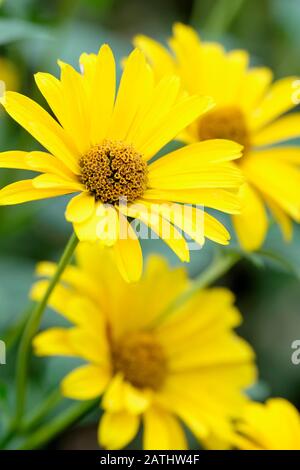 Nahaufnahme der großen gelben Blumen der Sonnenblume "Lemon Queen", Helianthus "Lemon Queen" Stockfoto