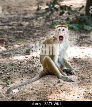 Toque Macaque ist ein häufig vorkommender Affe, der in Sri Lanka endemisch ist. Leicht zu erkennen an ihrem goldbraunen Mantel, muskulösen Wangenbeuteln, großen Ohren, langem Schwanz Stockfoto