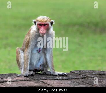 Toque Macaque ist ein häufig vorkommender Affe, der in Sri Lanka endemisch ist. Leicht zu erkennen an ihrem goldbraunen Mantel, muskulösen Wangenbeuteln, großen Ohren, langem Schwanz Stockfoto