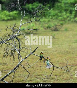 Kleine grüne Biene Esser und blau geschirene Biene Esser Vögel isoliert im natürlichen Hintergrund. Beliebte Vögel in Sri Lanka.Ornithologie. Tierwelt Sri Lankas. Bir Stockfoto