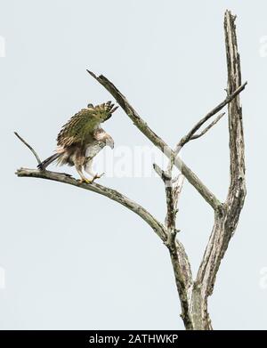 Wechselbarer Hawk Eagle, der auf einem Baum in der Nähe landet. Typischer Sri Lanka-Vogel. Großer schöner wilder Adler. Tierwelt. Vogelbeobachtung in Sri Lanka Stockfoto