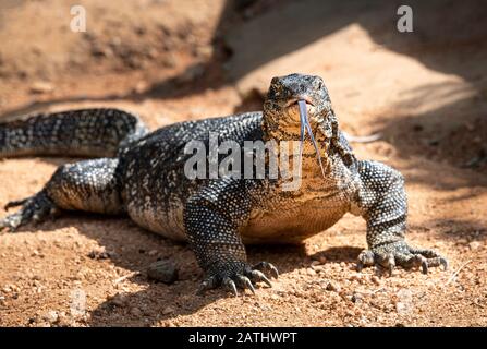 Nahaufnahme des Wassermonitors. Srilanka Natur. Sri Lanka fauna. Tierwelt Sri Lankas. Hochformat des Wassermonitors, Nahaufnahme. Stockfoto