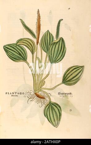 Jahrhundert, Aquarell, handgemalter Holzschnittdruck eines Plantago-Majors (Breitblättriger Plantain, weißer Mannfuß oder größerer Vorhang) aus Leonhart Stockfoto