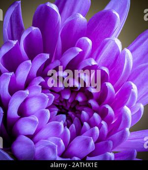 Makro eines wunderschönen purpurroten china-asters auf dunklem Hintergrund Stockfoto