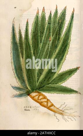 Jahrhundert, Aquarell, handgemalter Holzschnittdruck einer Aloe-Pflanze aus Leonhart Fuchs Kräuterbuch: De Historia Stirpium Commentarii Insignes Stockfoto