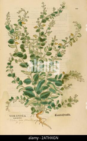 Jahrhundert, Aquarell, handgemalter Holzschnittdruck einer veronica Foemina Blume aus Leonhart Fuchs Kräuterbuch: De Historia Stirpium Commenta Stockfoto