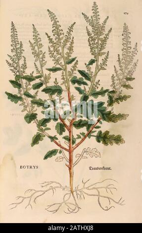Jahrhundert, Aquarell, handgemalter Holzschnittdruck einer Botrys-Pflanze (Dysphania botrys, Chenopodium botrys, die Jerusalemer Eiche oder der Gänsefoot) aus Stockfoto
