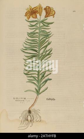 Jahrhundert, Aquarell, handgemalter Holzschnittdruck einer Lilienpflanze aus Leonhart Fuchs Kräuterbuch: De Historia Stirpium Commentarii Insige Stockfoto