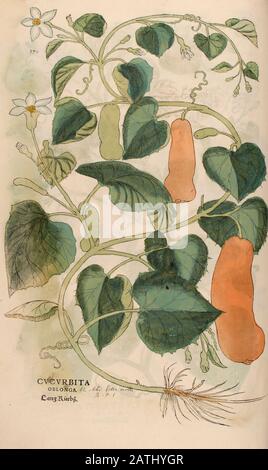 Jahrhundert, Aquarell, handgemalter Holzschnittdruck einer Squash-Pflanze (Cucurbita) aus Leonhart Fuchs Kräuterbuch: De Historia Stirpium Kommentar Stockfoto