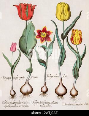 Von Hand bemalt Kupferstich verschiedener Tulpen aus Hortus Eystettensis ein Codex von Basilius Besler im Jahr 1613 Der Garten des Bischofs von E Stockfoto