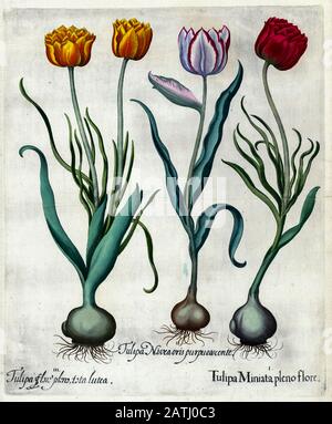 Von Hand bemalt Kupferstich verschiedener Tulpen aus Hortus Eystettensis ein Codex von Basilius Besler im Jahr 1613 Der Garten des Bischofs von E Stockfoto