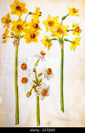 Jahrhundert Aquarellgemälde eines Narcissus tazetta (paperweiß, geblümtes Narzissus, geblümtes Narzissus) aus Livre des Tulipes (Buch o Stockfoto