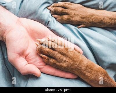 Hände des Mannes, der die Pfoten eines jungen Welpen hält Stockfoto