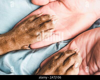 Hände des Mannes, der die Pfoten eines jungen Welpen hält Stockfoto