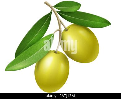 Vektor-realistischer Olivenzweig mit zwei grünen Oliven Stock Vektor