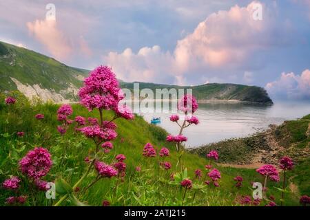 Lulworth Cove mit rotem Baldrian Wildblumen und kleinen Boot. Dorset. Jurassic Coast, England Stockfoto