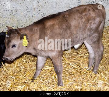 Jersey Cross friesisches Stierkalb in Strohkalbstift Stockfoto