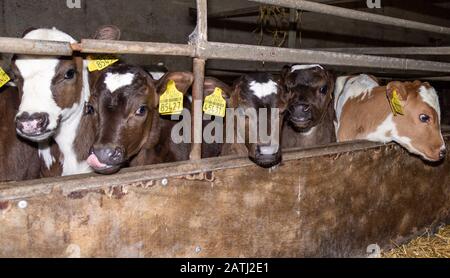 Friesian kalbt in einem Kalbstift Stockfoto