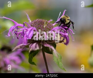 Eine Biene bestäubt eine Blume und bekommt im Gegenzug Nektar. Stockfoto