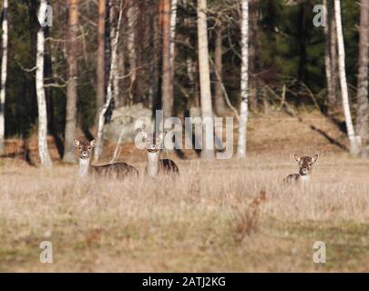 Damhirsche (Cervus dama/Dama dama) mit drei Fawnen in Grasland am Waldrand in der Februari. Mit der Kamera Stockfoto