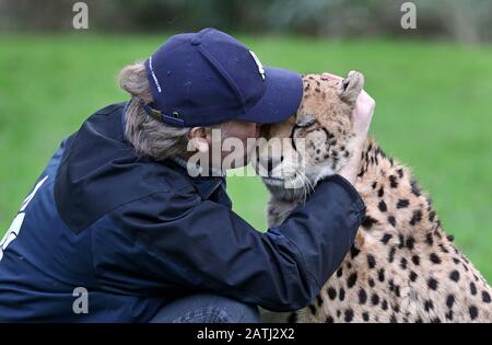 Cheetah Saba mit Damian Aspinall, einem von zwei Geparden, Saba und Nairo im Howletts Wild Animal Park, in der Nähe von Canterbury, wo sie geboren wurden und die im Frühjahr dieses Jahres reisen sollen, um in einem neuen Leben in Südafrika "verwildert" zu werden. Saba wurde von Damian Aspinall Foundation Chairman und seiner Frau Victoria in ihrer Wohnung in Handarbeit aufgezogen und dieses bahnbrechende Projekt ist das erste Mal, dass ein in Gefangenschaft geborener, von Hand aufgestellter Gepard Großbritannien verlassen hat, weil er sich in Afrika wieder aufleben ließ. Stockfoto