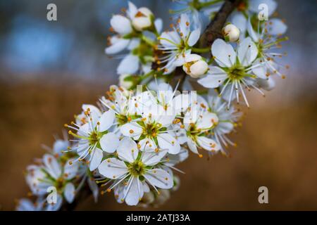 Nahaufnahme der Schlehdornblüte Stockfoto