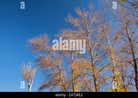 Pappelbäume im Herbst gegen den blauen Himmel Stockfoto