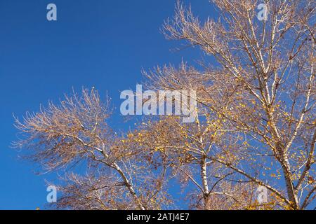 Pappelbäume im Herbst gegen den blauen Himmel Stockfoto