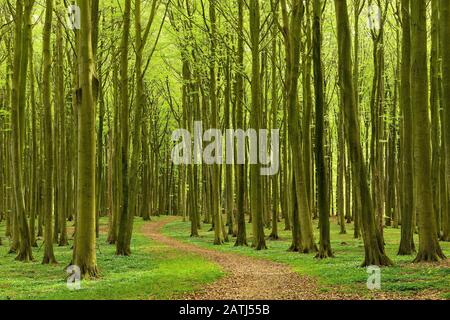 Der Wanderweg schlängelt sich im Frühjahr durch halbnatürlichen, hallenartigen Beeches Forest (Fagus), Anemonen in Blüte, Jasmund National Park, Rügen Island Stockfoto