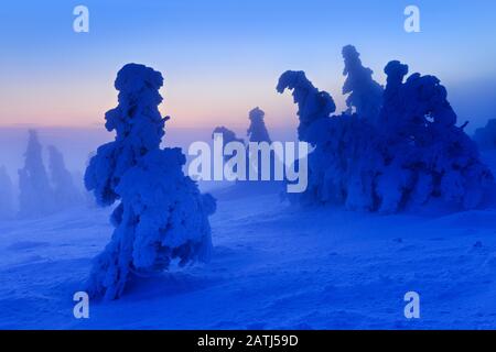 Vor Sonnenaufgang auf dem Brocken im Winter, Morgendämmerung, Nebel, tief verschneite schiefe Bergfichten, Nationalpark Harz, Sachsen-Anhalt, Deutschland Stockfoto