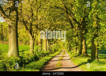 Feldweg durch Allee mit Eichen (Quercus), Reinhards Wald, Hessen, Deutschland Stockfoto