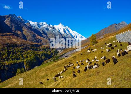 Schafherde weiden vor schneebedecktem Großglockner, Großglockner Hochalpenstraße, Nationalpark hohe Tauern, Kärntner, Österreich Stockfoto