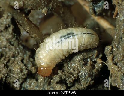 Eine Larve eines Erbsen- und Bohnenweevil (Sitona lineatus) ist ein ernster Boden- und Wurzelschädling von Erbsen und Bohnen Stockfoto