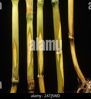 Scharfe Augenflecken (Ceratobasidium cereale) augenförmige blasse Läsionen einer Pilzerkrankung an der Stielbasis von Weizen Stockfoto