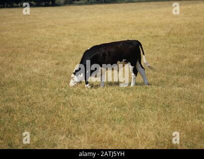 Hereford x Friesian Beef Steer, der während eines langen heißen Sommers auf braunem, Trockenrasen grasen grasen wird, Stockfoto