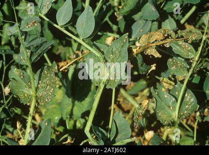 Erbsenaphid (Acyrthosiphon pisum) ein schwerer Aphidenbefall auf einer Erbsenfrucht, aber natürlich stark von Aphidiuswespen parasitiert Stockfoto