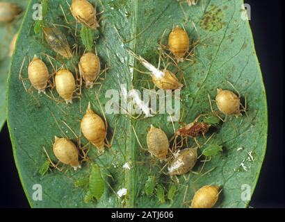 Erbsenaphid (Acyrthosiphon pisum) ein schwerer Aphidenbefall auf einer Erbsenfrucht, aber natürlich stark von Aphidiuswespen parasitiert Stockfoto