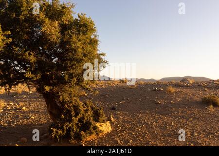 Ein einziger Akazienbaum in der Wüste von südmarokko bei Amtoudi Stockfoto