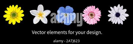 Blumen isoliert realistisch. Vektorblumen. Kamille, Gerbera, blaue, rosafarbene Blumen. Elemente zum Erstellen von Postkarten und Mustern. Stock Vektor