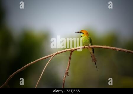 Blue-tailed Bienenfresser Vogel Stockfoto