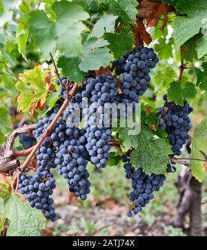 Trauben bereit für die Ernte in St. Emillion Stockfoto